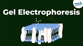 What is Gel Electrophoresis  Dont Memorise [upl. by Ahsiner]