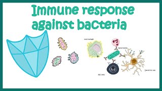 Immune response against Bacteria [upl. by Dalila]