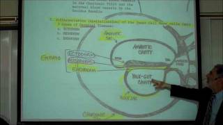 INTRO TO HUMAN EMBRYOLOGY PART 1 by Professor Fink [upl. by Einahpehs]