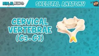 Cervical Vertebrae C3C7 Anatomy [upl. by Rebekkah]