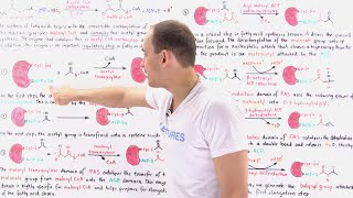 Fatty Acid Synthesis [upl. by Ellehcsar]