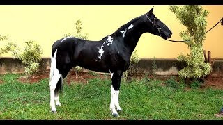 CAVALO PAMPA DE PRETO GARANHÃO HOMOZIGOTO DIAMANTE NEGRO MANSO PARA QUALQUER PESSOA [upl. by Esirehs960]