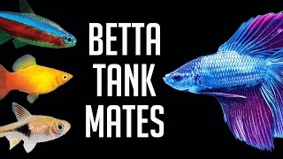 Compatible Tank Mates for Betta Fish [upl. by Raffaello690]