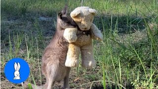 Baby Kangaroos amp Joeys  CUTEST Compilation [upl. by Carlyn112]