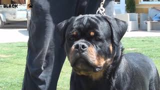 Most dangerous rottweiler attack [upl. by Bores]