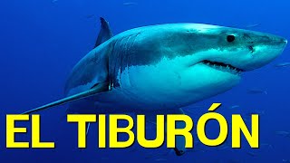 El TIBURÓN cómo vive alimentación nado morfología🦈 [upl. by Analim]