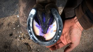 Horse Hoof ABSCESS  How I HELP Him RECOVER  HORSESHOEING [upl. by Ellenig]