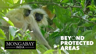 Golden langur one of the worlds most endangered primates [upl. by Ydnak]