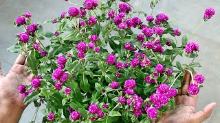 Growing Gomphrena from SEED amp TRICKS for MAXIMUM Flowers [upl. by Tirreg306]