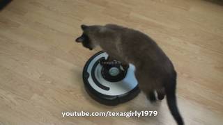 Cat shows HOW TO use iRobot Roomba Vacuum [upl. by Loggia652]