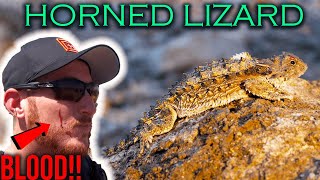 Arizona horned lizard that shoots blood from its eyes [upl. by Dasie]