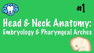 Head amp Neck Anatomy  Embryology amp Pharyngeal Arches  INBDE [upl. by Aleta317]