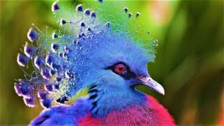 10 Most Beautiful Birds on Planet Earth 2 [upl. by Grenville]