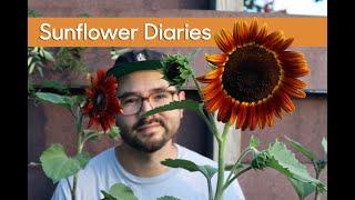 Sunflower Diaries • Growing Different Varieties amp Seed Collecting [upl. by Yeoz234]