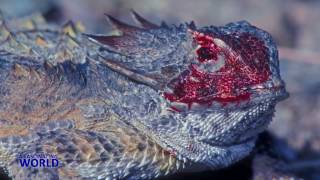 Did you know If an horned lizard feels threatened it can shoot blood [upl. by Edaj970]