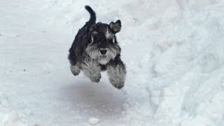 Miniature Schnauzer in Snow [upl. by Nauquf]