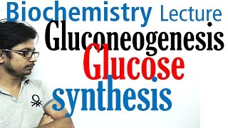 Gluconeogenesis pathway biochemistry [upl. by Melonie]