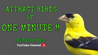 Attract Birds In ONE MINUTE  TOP 5 Bird Attractants [upl. by Yendahc]