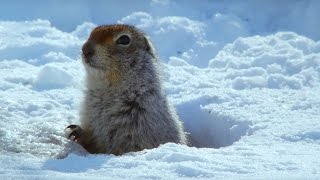 How an Arctic Squirrel Survives Winter  Wild Alaska  BBC Earth [upl. by Alius706]