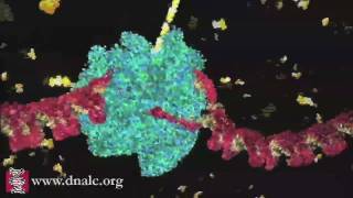 DNA Transcription Basic [upl. by Retnuh]