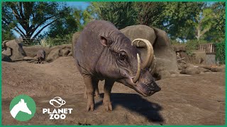 Babirusa Habitat  Elm Hill City Zoo  Planet Zoo [upl. by Brittani421]