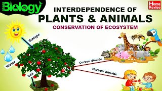 Environment amp Ecosystems  Part 4  Interdependence of Plants amp Animals  Conservation of Ecosystem [upl. by Poirer]