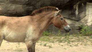 Przewalskis HorseCincinnati Zoo [upl. by Aguie]