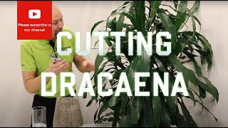 Cutting from a Dracaena [upl. by Oria]