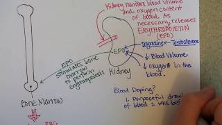 Erythropoiesis Red Blood Cell Formation [upl. by Zelten]