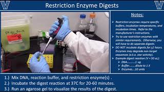 Restriction Enzyme Digests [upl. by Lonyer615]