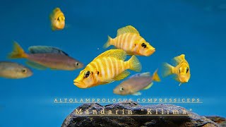 Altolamprologus Compressiceps Mandarin Kilima [upl. by Pacifica]