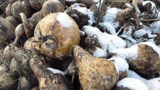 How to Dry Gourds for Crafting [upl. by Hultgren]