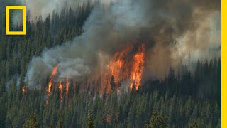 Wildfires 101  National Geographic [upl. by Aleiram91]