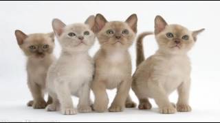 Top 10 Reasons to Choose a Burmese Cat as Your Pet [upl. by Naiva]