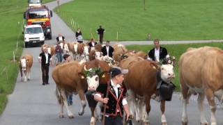 Alpaufzug Familien Gerber Althaus Schangnau am 9 Juni 2017 [upl. by Bozuwa]