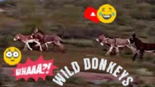 WILD DONKEYS BREEDING FIGHTING AND RUNNING [upl. by Xylia]