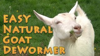 At Home Natural Goat DeWormer Goat Basics 101 [upl. by Rimaj]