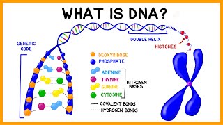 What is DNA [upl. by Boris421]