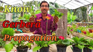 How to Propagate GERBERA Plants [upl. by Airdnaid]