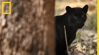 Des singes jouent un mauvais tour à une panthère noire [upl. by Ahsinek]