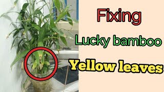 Lucky bamboo leaves yellowing  How to fix it [upl. by Chelsie327]