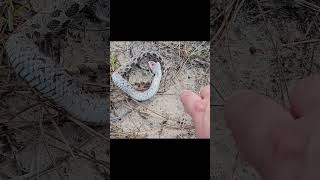 SOUTHERN HOGNOSE SNAKEField Herping Friday [upl. by Osyth]