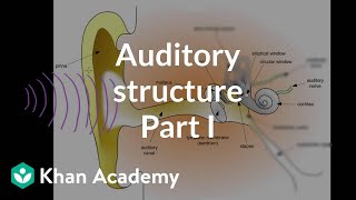 Auditory structure  part 1  Processing the Environment  MCAT  Khan Academy [upl. by Ahtamat108]