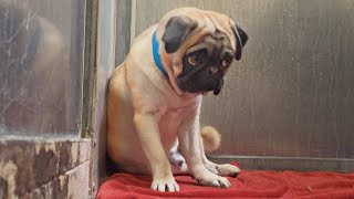 Watch the moment I carry this TERRIFIED PUG out of his kennel 😟 [upl. by Gradey]