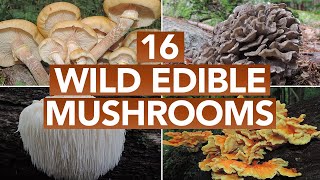 16 Wild Edible Mushrooms You Can Forage This Autumn [upl. by Artemed]