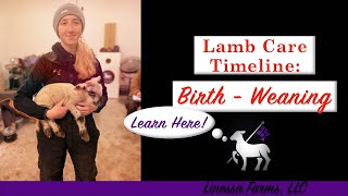 Lamb Care Timeline From Birth to Weaning [upl. by Avehs810]