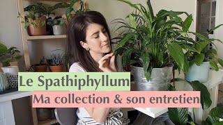 Le Spathiphyllum  ma collection  entretien [upl. by Akiemehs]