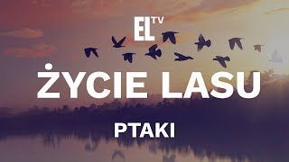 Życie lasu – ptaki film przyrodniczy [upl. by Howlond]