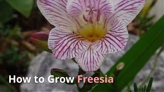 Fressia Growing Guide by GardenersHQ [upl. by Sion]