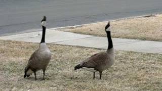 Canada Geese Honking amp Flying Off [upl. by Einnel791]